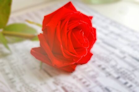 Red rose flower and music notes sheetの写真素材