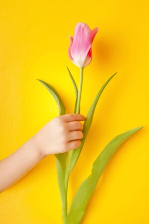 Kid baby girl holding a pink tulip in a hand on the yellow background. Easter, mother day. Spring conceptの写真素材