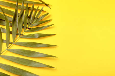 Tropical exotic palm leaves on the yellow background. Copy spaceの写真素材