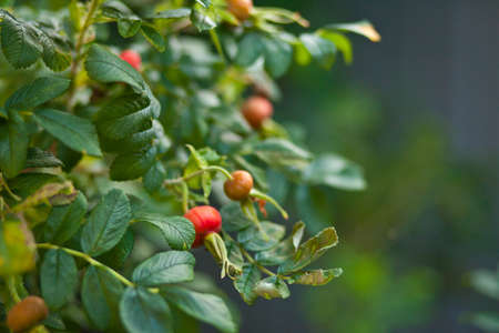 Rose hip briar shrub in gardenの写真素材