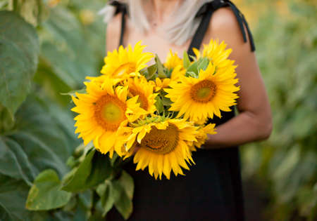 Sunflower in woman hands on sunflower fieldの写真素材