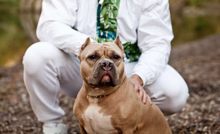 Man with American Bully pet dog on location in natureの写真素材