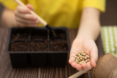 Home gardening. Kid teen boy helping to care for home plants, green environment at home, planting...