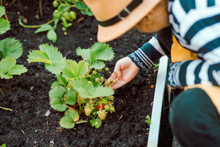 Cute little girl taking care of her garden.The girl looks like strawberries harvest ripens. happy childhood. Contrysideの写真素材