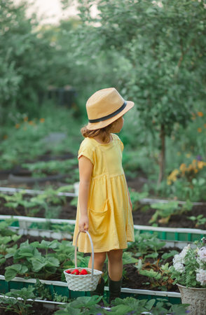 little cute kid girl picking fresh ripe strawberry in white backet on fruit farm field or gardenの写真素材