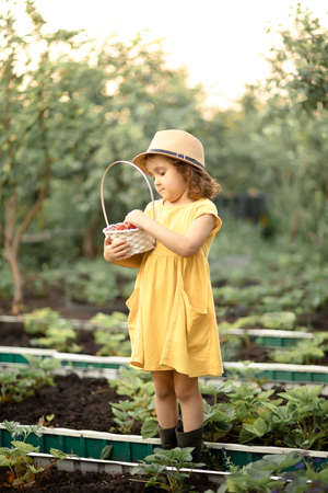 little cute kid girl picking fresh ripe strawberry in white backet on fruit farm field or garden.の写真素材