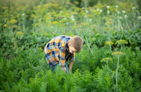 Cute young kid boy child picking fresh organic carrots in a garden or farm, harvesting vegetables....