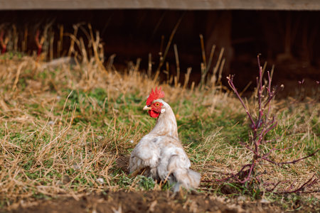 Rooster lying on the ground and bathing in the ground to clean his feathersの写真素材