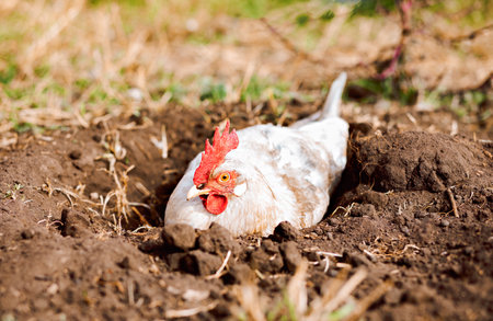 Rooster lying on the ground and bathing in the ground to clean his feathersの写真素材