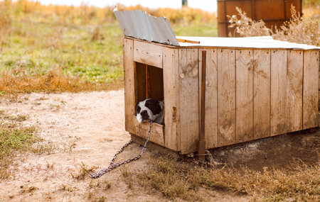 guard dog sleeping in the booth.の写真素材