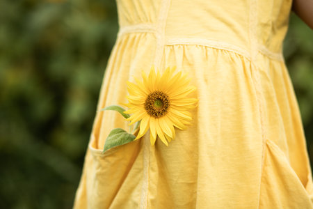 Girl in yellow dress standing on meadow. One sunflower lies in the pocket. Summer holidayの写真素材