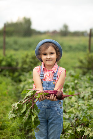 Cute kid girl hold bunch of fresh just harvested vegetables beet of a countryside farmの写真素材