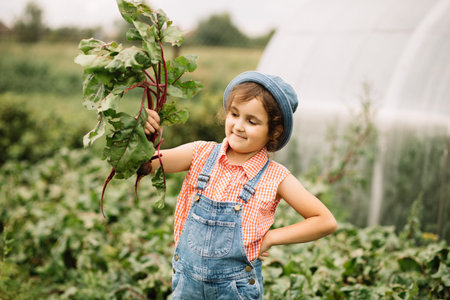 Cute kid girl hold bunch of fresh just harvested vegetables beet of a countryside farmの写真素材