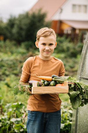 Cute kid boy teenager holding a wooden box with fresh just harvested vegetables of a countryside farmの写真素材