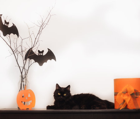 A cute black cat sits on dresser in the decorated in Halloween interior.の写真素材