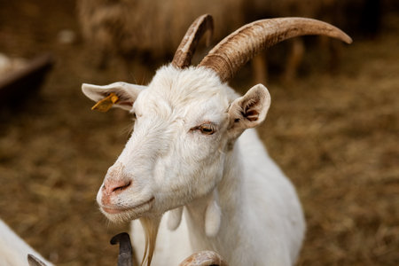Portrait of a white goat in a farm and looking at camera.の写真素材