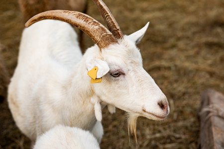 Portrait of a white goat in a farm.の写真素材
