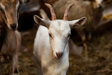 Portrait of a white goat in a farm.の写真素材