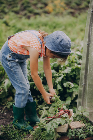 Cute little kid girl picking in wooden box fresh just harvested vegetables of a countryside farmの写真素材