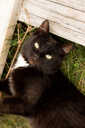 Funny domestic black cat lies on the grass and enjoys the summerの写真素材