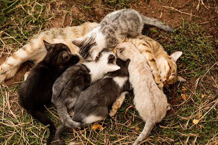 Mother cat nursing baby kittens outdoorの写真素材