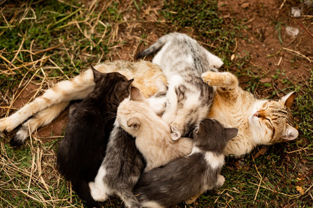 Mother cat nursing baby kittens outdoorの写真素材