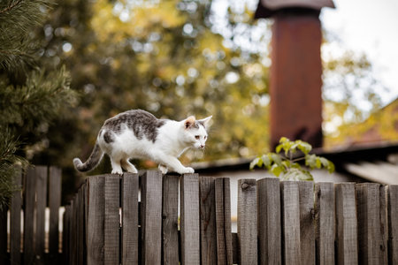 Funny domestic cat climbs a wooden fence and enjoys the summerの写真素材