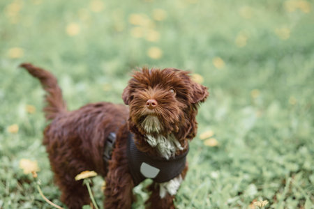 Playful happy pet dog puppy standing in the grass in summer day.の写真素材