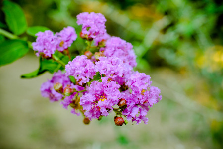 Purple Flowersの写真素材