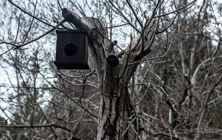 Birdhouse on a old treeの写真素材