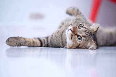 Cat happy, cat male, kucing jantan