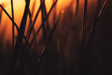 Graded shot of natural growing grass field backgroundの写真素材