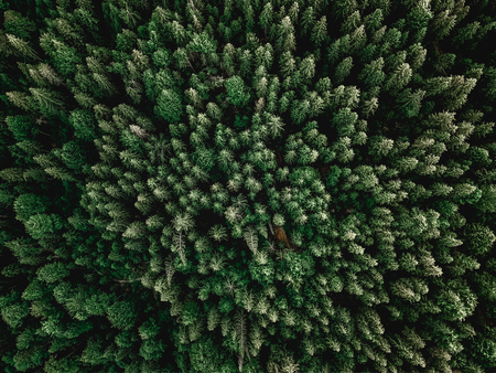 Forrest aerial shot with trees sunlight perfect for backgroundの写真素材