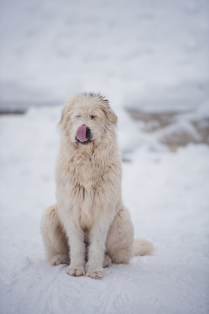 Funny mioritic shephed dog licking snow