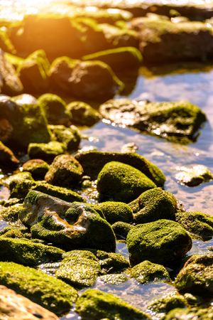 Coastal background texture of algae on rocks at low tideの写真素材