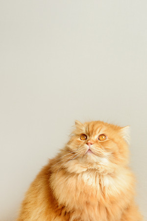 Ginger fluffy cat. Cute Animal portraitの写真素材