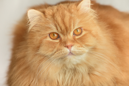 Ginger fluffy cat. Cute Animal portraitの写真素材