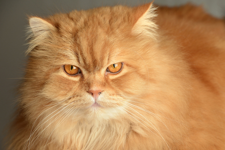 Ginger cat with attitude animalの写真素材