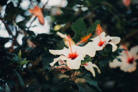 Hibiscus flower in the garden. Detail of the stamen and pistil