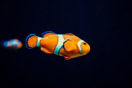 Colorful aquarium, showing different colorful fishes swimming portugalの写真素材