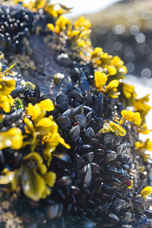 eatable mussels on a beach and sea shellsの写真素材
