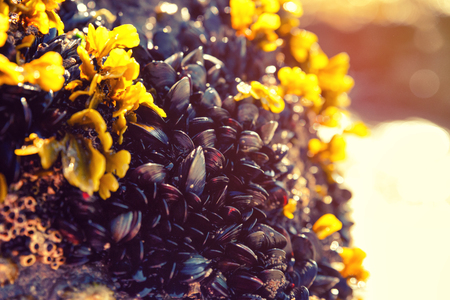eatable mussels on a beach and sea shellsの写真素材