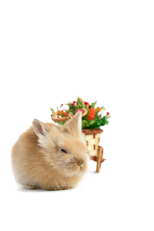 Cute little bunny rabbit isolated on white backgroundの写真素材