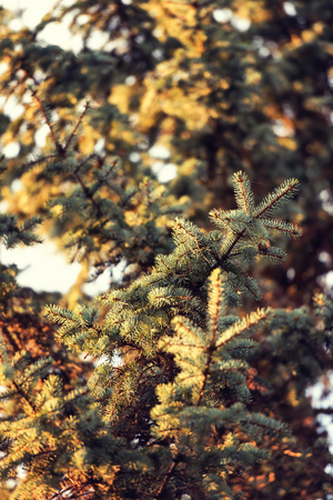 Detailed view of christmass tree, fir tree in a beautiful backlightの写真素材