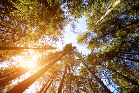 Wide angle shot deep in the forrest of treesの写真素材