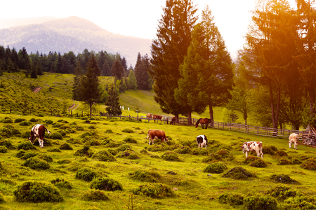 Grazing cows in front of a large treeの写真素材