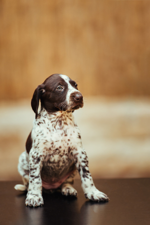 Beautiful dog puppy German Short haired Pointerの写真素材