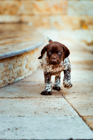 Beautiful dog puppy German Short haired Pointer