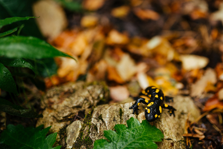 Europaean fire salamander (Salamandra salamandra) on leaf in rainの写真素材