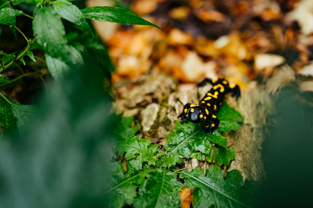 Europaean fire salamander (Salamandra salamandra) on leaf in rainの写真素材